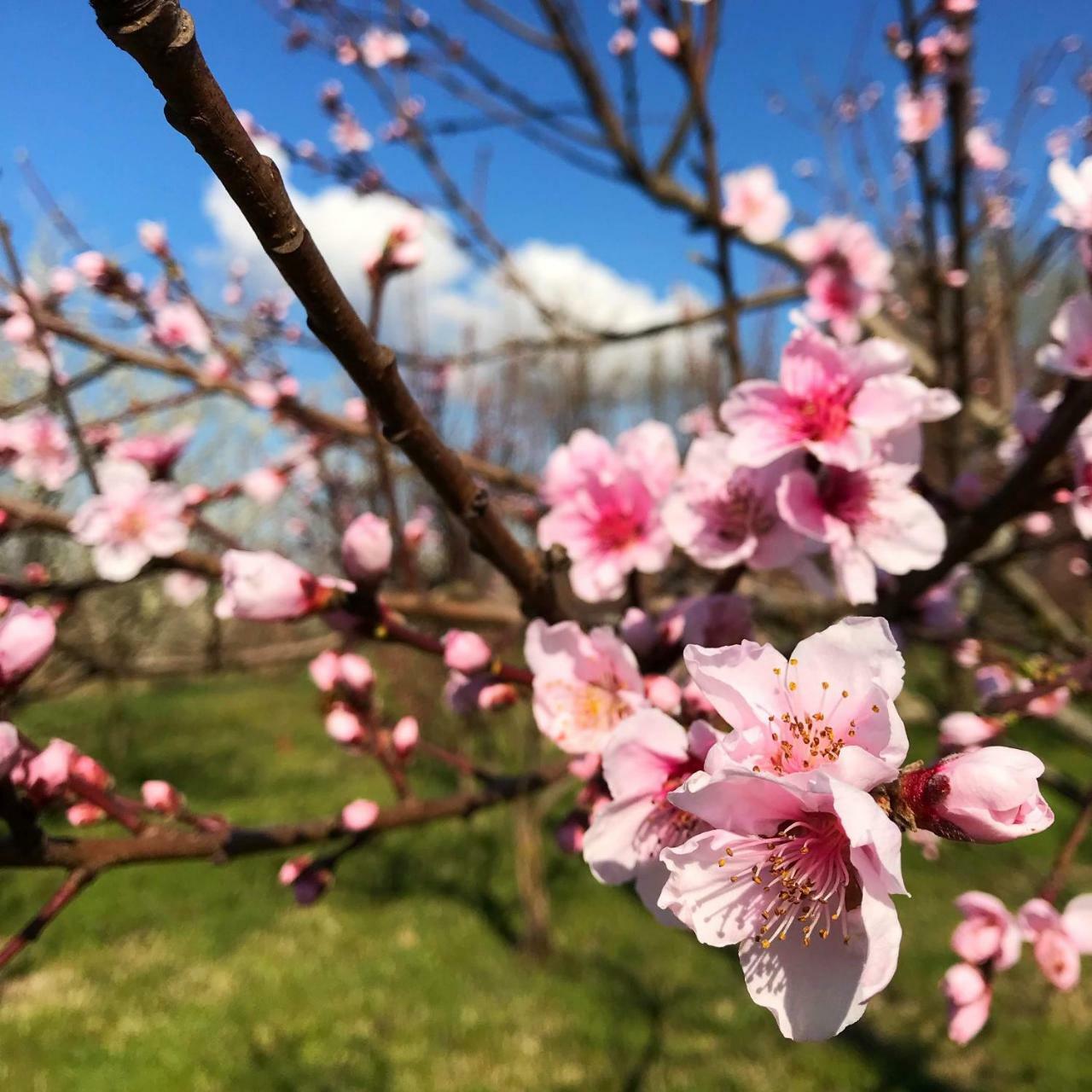 Agriturismo Bassanine Monticelli dʼOngina エクステリア 写真